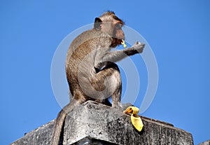 Bang Saen, Thailand: Monkey Eating Banana