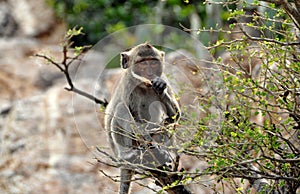 Bang Saen, Thailand: Monkey Eating Food