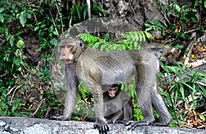 Bang Saen, Thailand: Mother monkey and baby