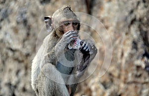 Bang Saen, Thailand: Seated Monkey