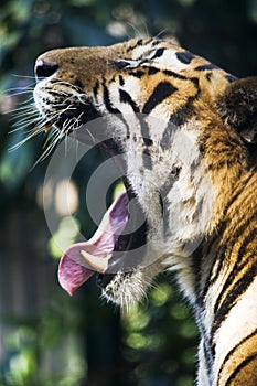 Bangal tiger growl photo