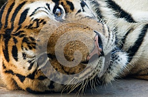 Bangal tiger in a zoo lie down and staring