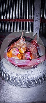 Bangali chicken.