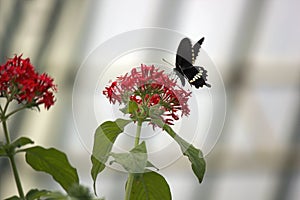 Bangalore, India: Closeup of a Papilio polytes, a common mormon butterfly flying above bloomy flower photo