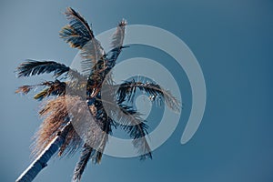 Bangalow palm reaching skyward from corner of frame photo