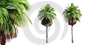 Bangalow palm trees isolated on white background and selective focus close-up. 3D render.