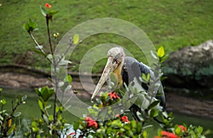 Bangau tongtong Leptoptilus javanicus watching behind tree flower