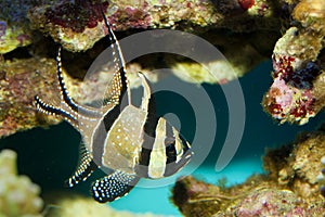 Banggai Cardinal Fish