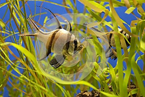 Banggai Cardinalfish