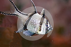 Banggai cardinalfish