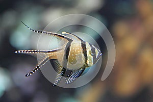 Banggai cardinalfish