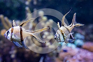 Banggai Cardinalfish in a aquarium