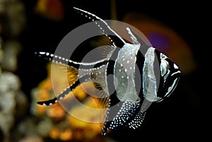 Banggai cardinalfish - Pterapogon kauderni