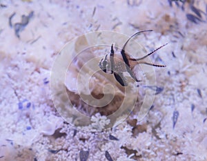 Banggai cardinalfish, Pterapogon kauderni