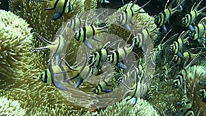 Banggai cardinalfish Pterapogon kauderni and Orange clownfish Amphiprion percula in Lembeh strait