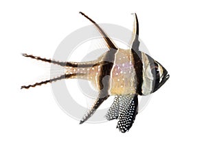 Banggai Cardinalfish, Pterapogon kauderni,