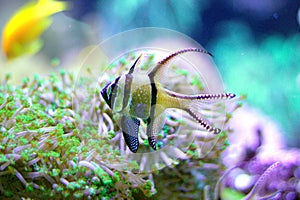 Banggai cardinalfish in a seawater aquarium