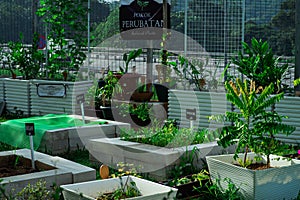 `Pokok Perubatan` or Medicinal Plants in the garden. photo
