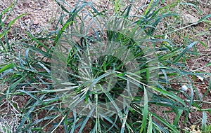 Bangis Paragis grass/goosegrass/eleusina indicawith beautiful green background