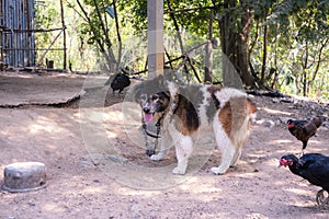 The Bangkaew dog