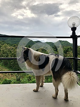 Bangkaew male dog standing on the terrace with hill top view