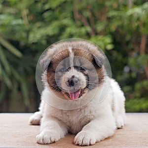 Bangkaew puppy portrait