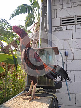 Bangkok chicken This Bangkok chicken is usually used as a fighting chicken