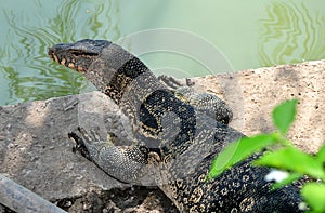 Bangkok, Thailand: Komodo Dragon