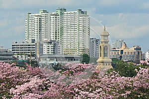 Sakura Thailand Chompoo pantip or Pink trumpet tree