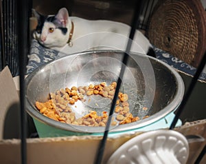 BANGKOK, THAILAND - November 02, 2022: Left Over Cat Food in a Metal Pet Bowl with a Uninterested Cat in the Background