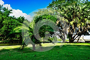 Bangkok, Thailand - October 28, 2016: Tree of dwarf in public park at Bangkok, Thailand. Photography in blue sky day, greenness g