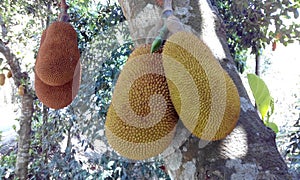 Bangla frut photo