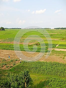 Bangladesh grain fields of Munshiganj district, Betka Union