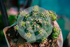 The Bangladesh nursery Growing difference Type of Colorful Cactus Nursery Plants