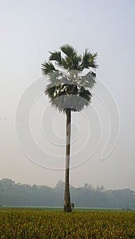 Bangladesh is a vast crop field. A palm tree stands in the distance. Green background of village in Bangladesh