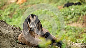 Bangladeshi advanced goat breed. The Bangladeshi advanced goat breed. The goat is looking beautiful. Close-up photo of a sweet