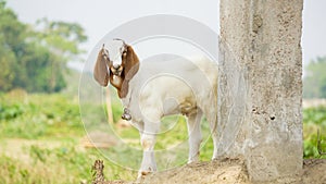 Bangladeshi advanced goat breed. The goat is looking sweet. Close-up photo of a quality baby goat