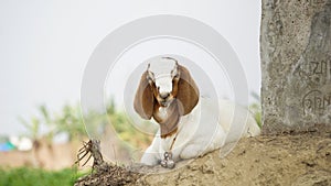 Bangladeshi advanced goat breed. The goat is looking sweet. Close-up photo of a quality baby goat