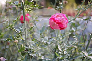Bangladeshi Beautiful Pink Rose Flower in Garden