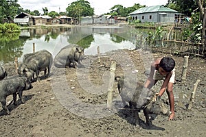 Bangladeshi boy is in the care of his pigs