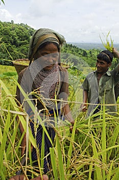 Indigenous farmers harvesting jhum rice in Bangladesh