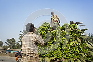 Labors are loading to pickup van on green bananas.