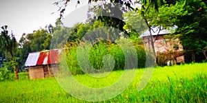 Bangladeshi Real baeuty in the open sky