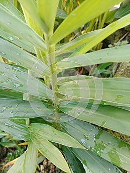 Bangle plants are well-known and much sought after photo