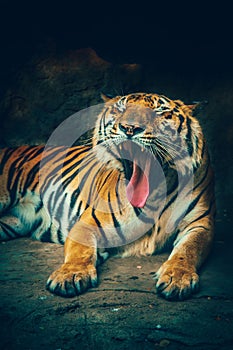 Bangor tiger yawn.