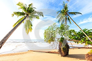 Bangsak beach in blue sky and palm trees