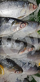 Bangus milk fish laying on a fresh ice at a wet market. It is a common tasty and national fish