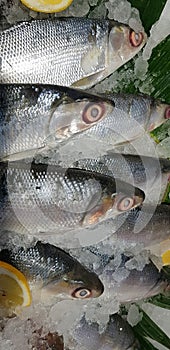 Bangus milk fish laying on a fresh ice at a wet market. It is a common tasty and national fish