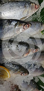 Bangus milk fish laying on a fresh ice at a wet market. It is a common tasty and national fish