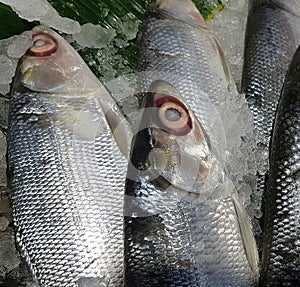 Bangus milk fish laying on a fresh ice at a wet market. It is a common tasty and national fish